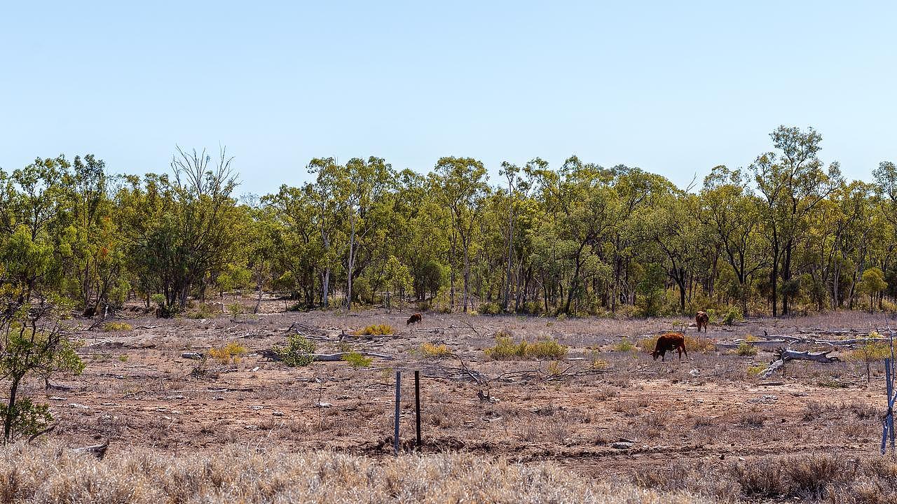 Cows grazing on deforested land in Queensland. Picture: The Wilderness Society
