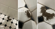 悉尼女子浴室惊现“小土堆”，不敢抱怨怕涨租！专家：各地都有很常见（组图）