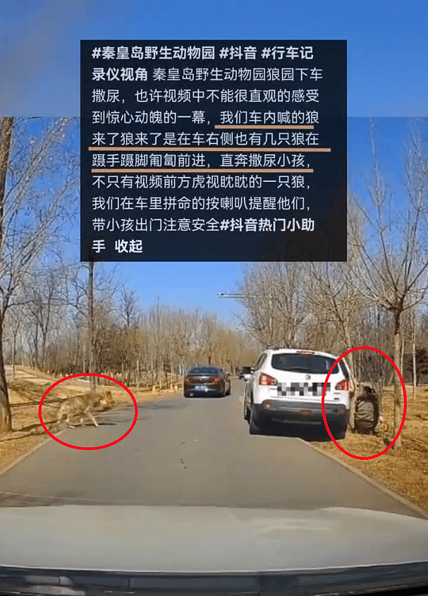 河北游客在野生动物园抱孩子下车小便，后车紧急鸣笛：“狼来了”（视频/组图） - 2