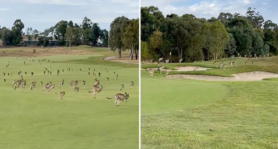 Mob of kangaroos hopping across greens at Heritage Gold and Country Club in Melbourne, Victoria. 