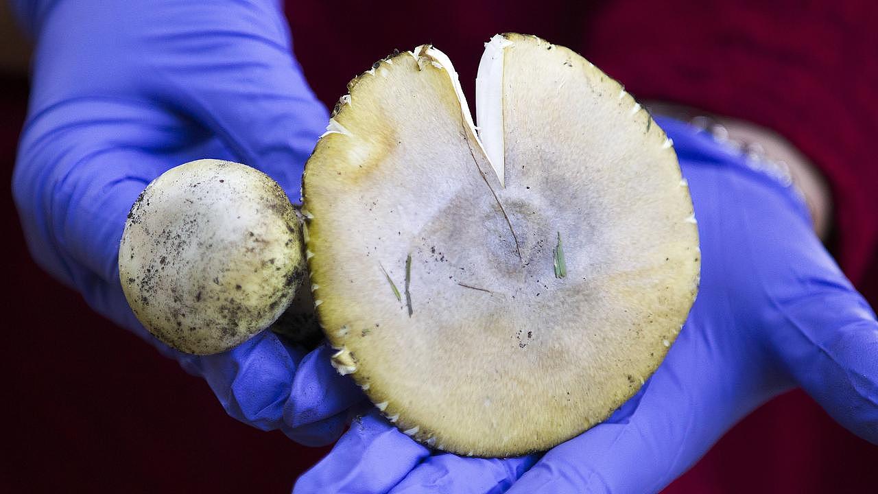 Death cap and a baby death cap. The bulbus base of the stem is a good indication to people picking mushrooms that they need to avoid this one. Picture: Sarah Matray