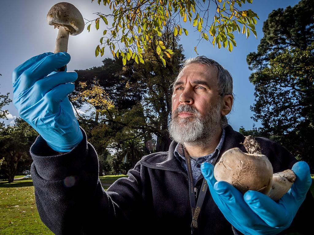 Fungi expert Dr Tom May inspects a toxic Yellow Stainer. Picture: Jake Nowakowski