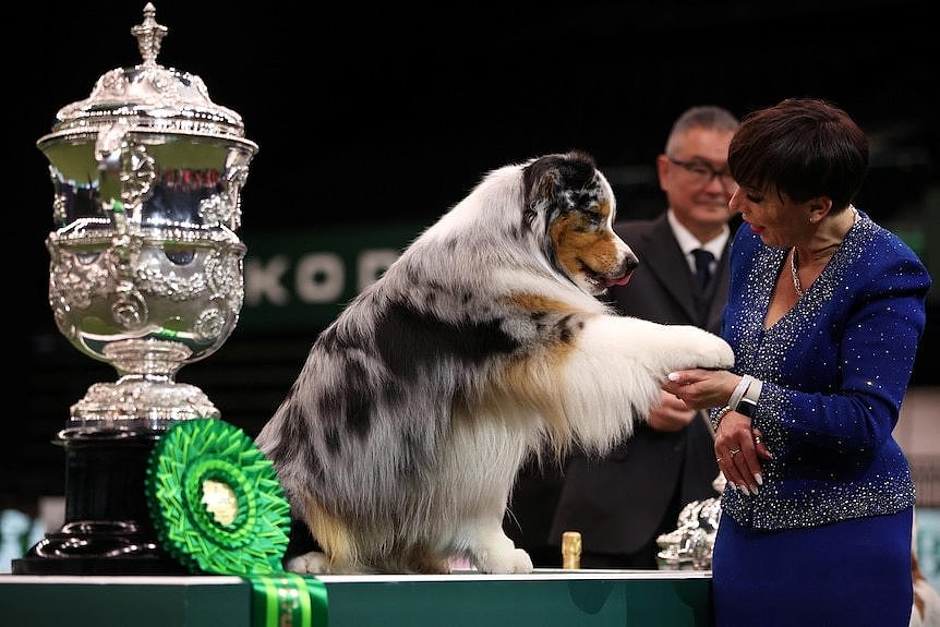 Australian Shepherd Viking shakes hands/paws with his handler. There is a large trophy and ribbon next to them.