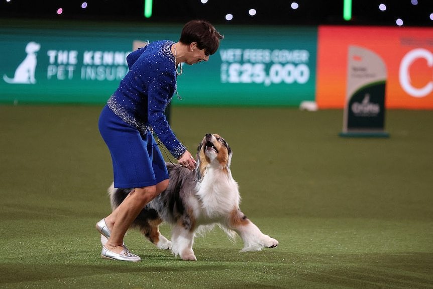 Handler Melanie Raymand and her dog Viking walking together on green turf.