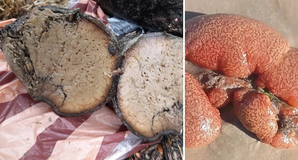 Left image is of the dark mass cut in half, up close. The right image shows what an orange tunicate colony looks like when it is on a beach and not rotted.