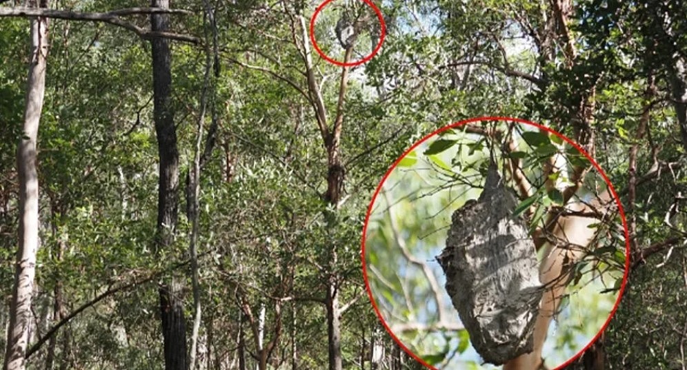 澳洲树上惊现80cm“巨蛋”！网友一看不得了，竟然是...（组图） - 2