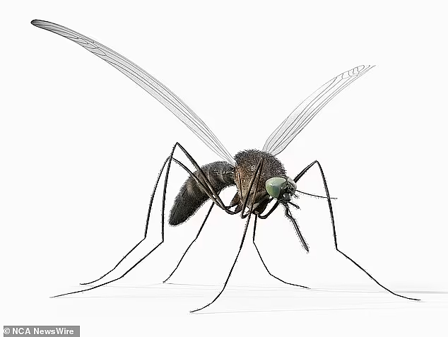 警告！西澳发现致命脑炎病毒，请注意防蚊虫叮咬（图） - 2
