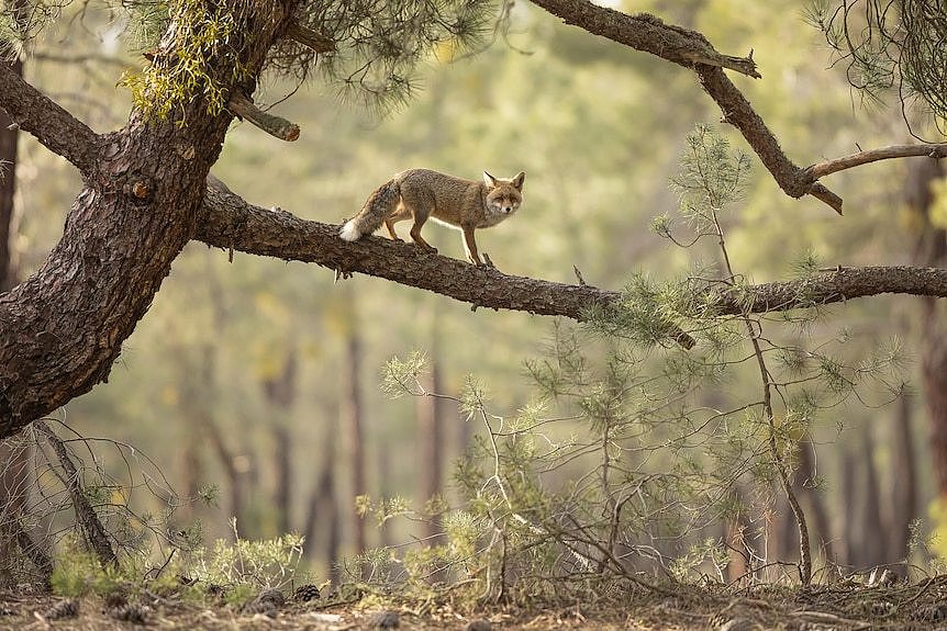 A fox standing on the branch of a tree, looking towards the camera