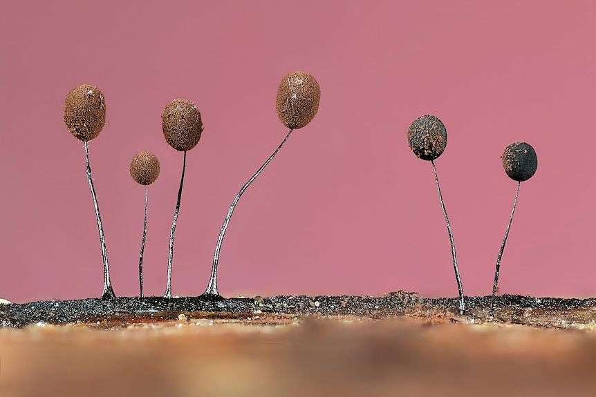 A close up photo of mould spores against a pink background