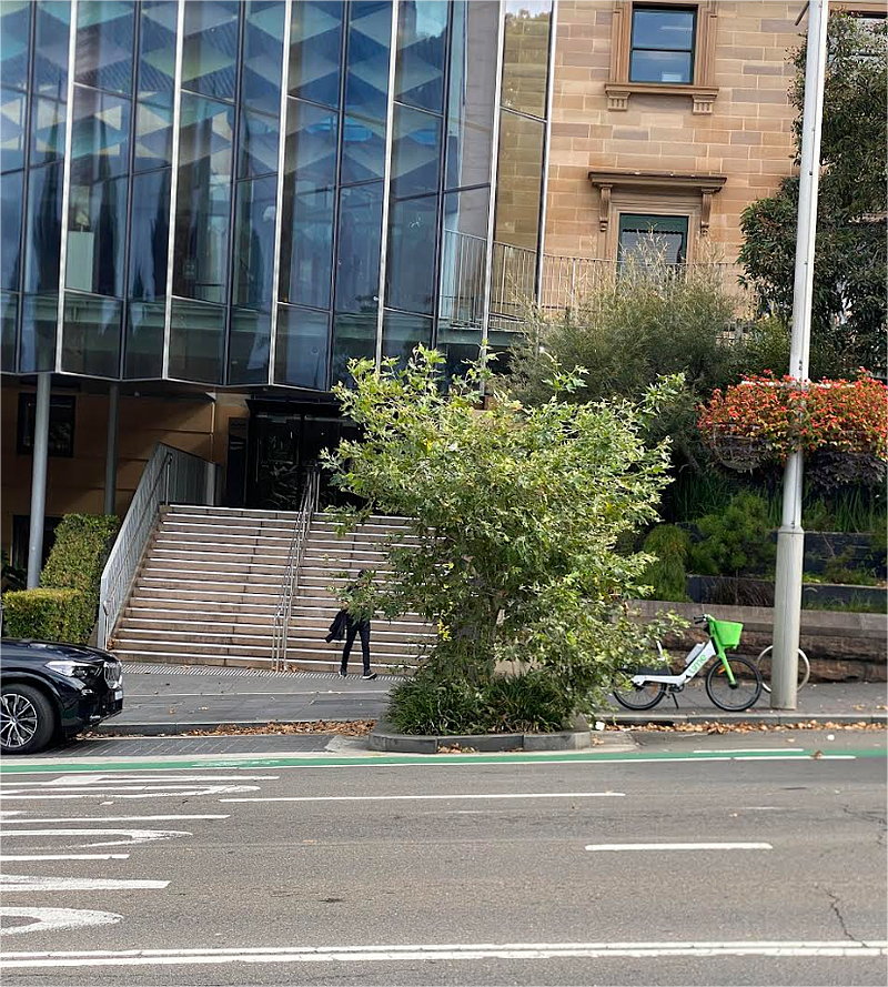 悉尼司机停车被罚$300，都怪市议会种下的一棵树...（组图） - 2