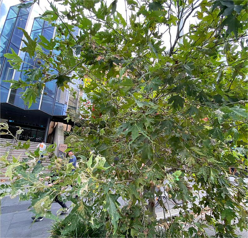 悉尼司机停车被罚$300，都怪市议会种下的一棵树...（组图） - 3