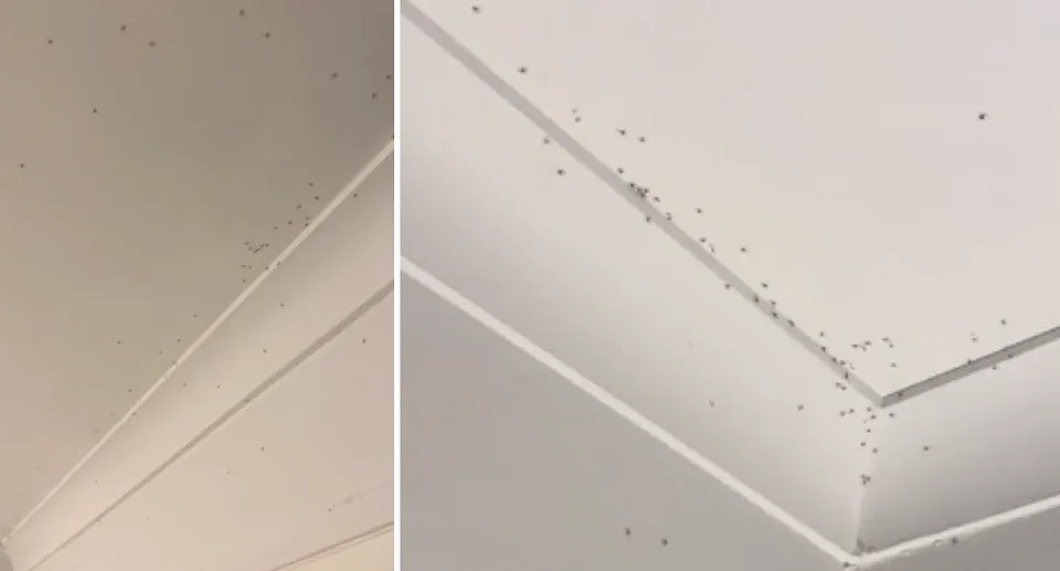 捅了蜘蛛窝？！澳女卧室天花板爬满幼蛛，惊呼“根本没法睡”（视频/图） - 2