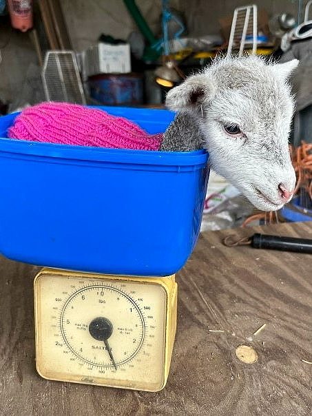 A small lamb sitting in an icecream tup being weighed