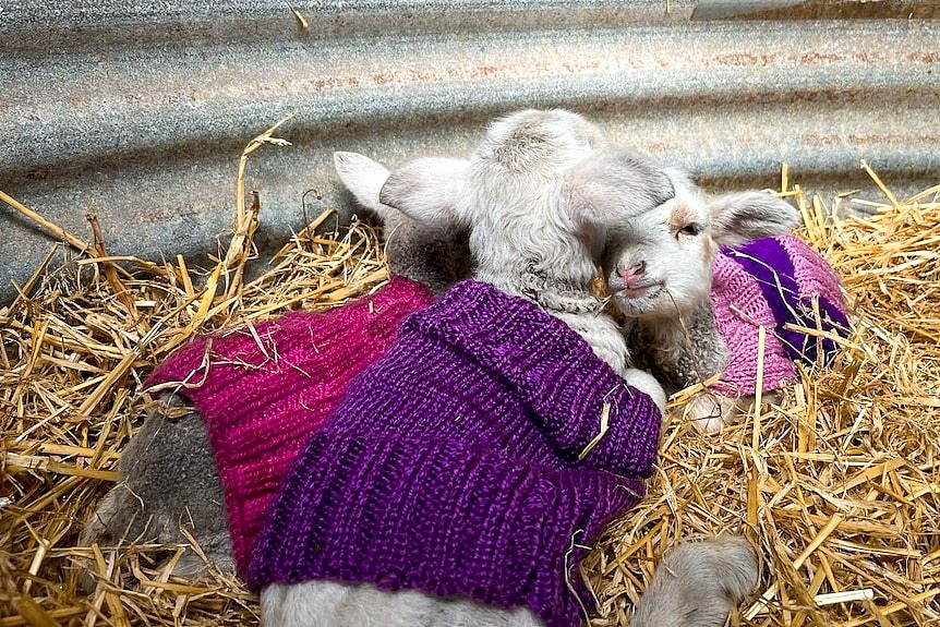 Three lambs in small jumpers huddle on a bed of hay.