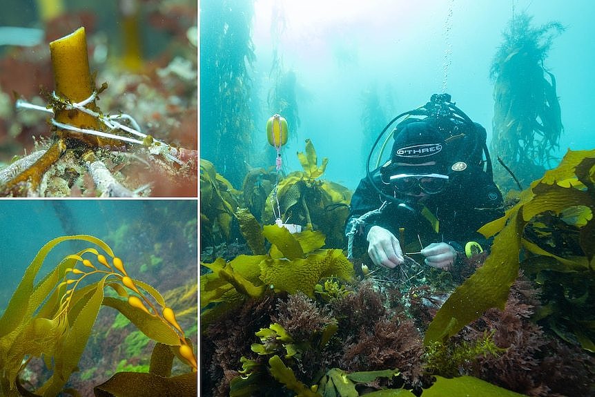 Underwater photos of scuba divers tying a kelp plant to in place with twine