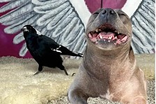 百万动物网红“狗与喜鹊”被拆散，澳洲网民请愿特赦（图）