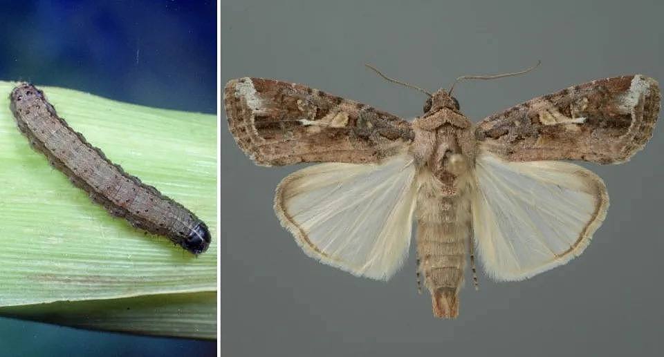 The armyworm (left) and the moth (right).