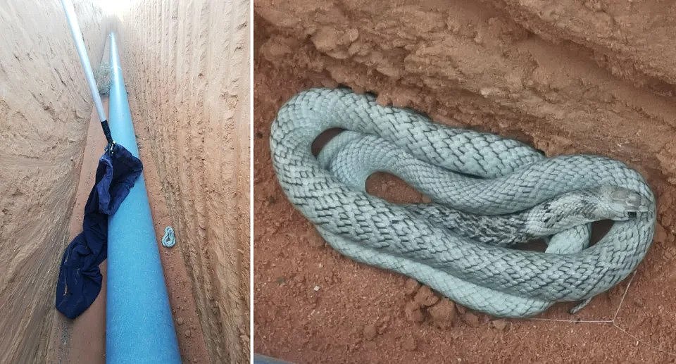 The brown snake appearing blue in colour in the trench with the pipeline (left) and a close-up of the snake (right).
