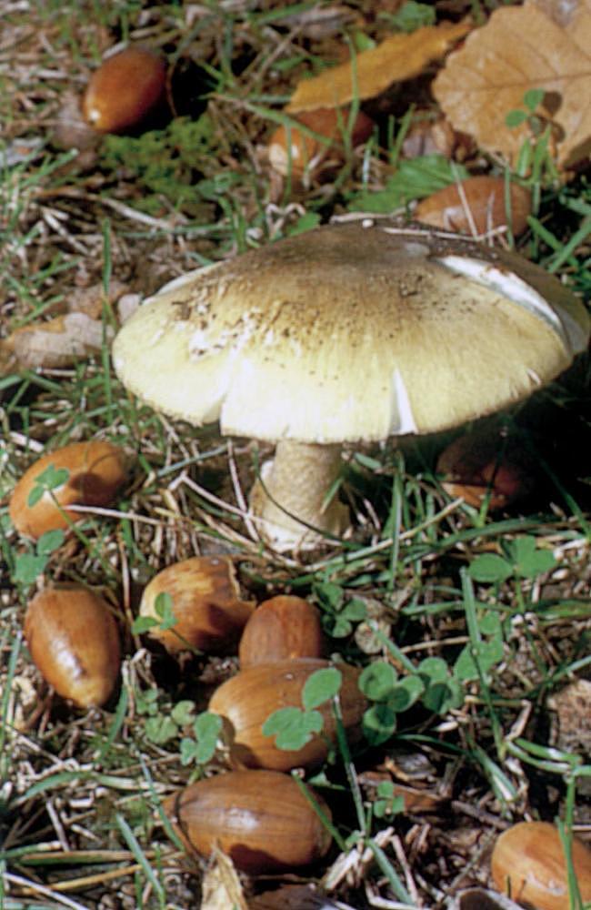 Consuming one death cap mushrooms can kill an adult.