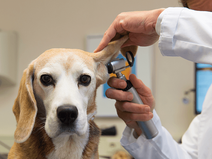 Warning Signs You Should Bring Your Pet to the Vet