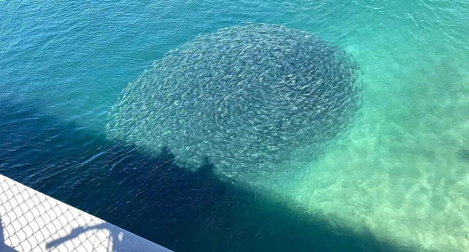 在西澳大利亚州弗里曼特尔的水域中，一大群鱼互相旋转，似乎在一起工作。