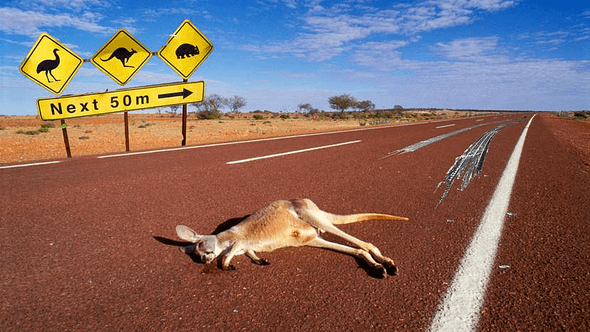 撞上袋鼠高发期！西澳司机注意两个时间段，驾车需提高警惕（图） - 2
