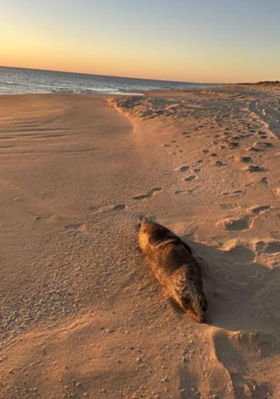 在西南部一个受欢迎的海滩上发现了一只死海豹