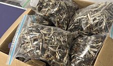 澳洲警方搜查多处房屋，查获200箱致幻蘑菇（组图）