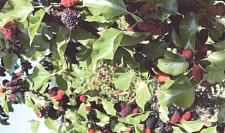 维生素C是蓝莓的4倍，被誉为“21世纪最佳保健水果”，现在吃正好（组图）