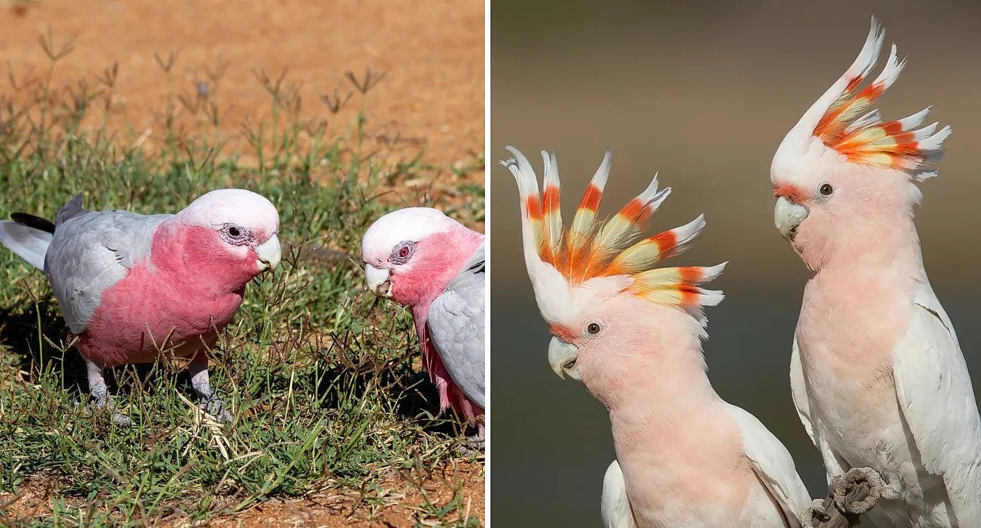Left image shows two galahs. Right image shows two pink cockatoos.