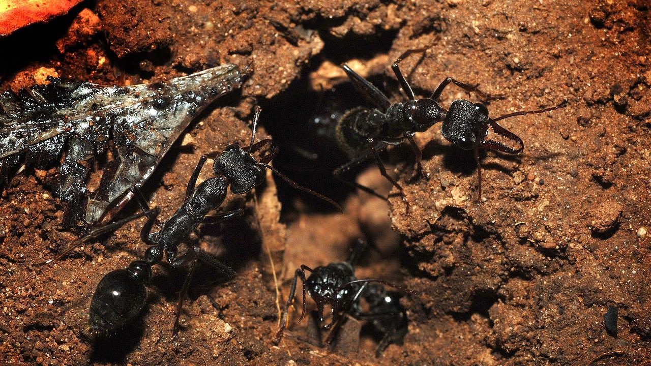Ants nests are usually burrowed into the ground.