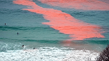 注意！珀斯海域藻华大爆发，接触恐引起不适（组图）