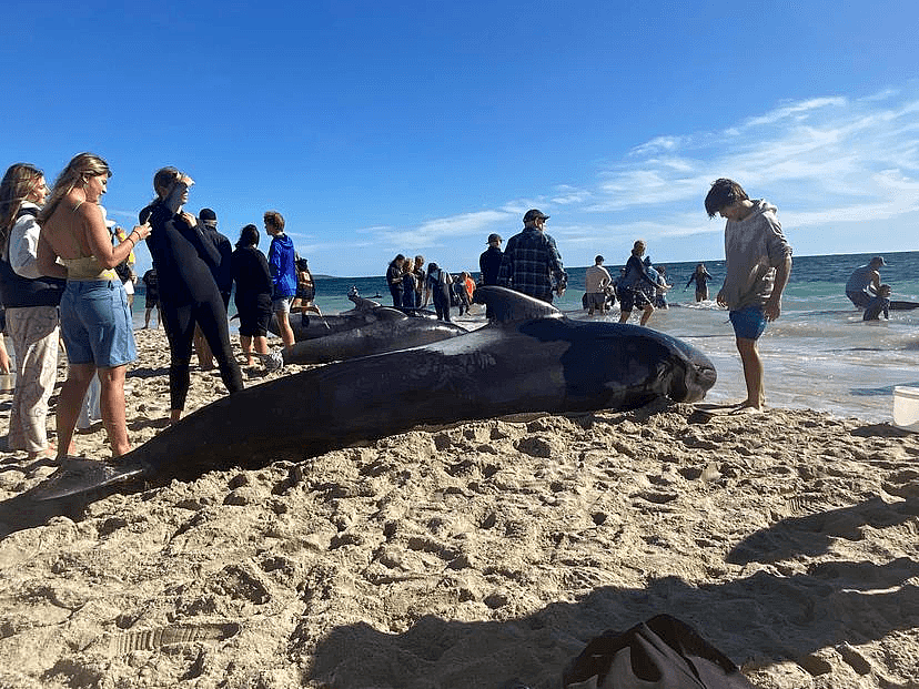 西澳海滩惊现100多头鲸鱼搁浅，已有几只死亡，情况不容乐观(图） - 2