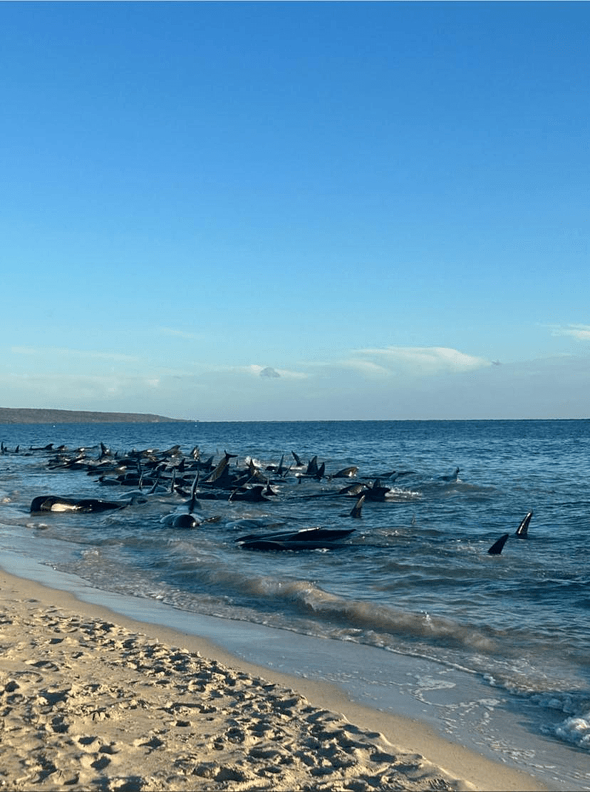 西澳海滩惊现100多头鲸鱼搁浅，已有几只死亡，情况不容乐观(图） - 3