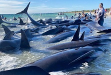 160只领航鲸搁浅西澳海岸，26只已经死亡（组图）