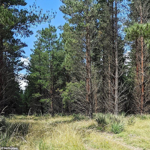 Investigators from Strike Force Keder started a bushland search in the Jenolan State Forest, about 13km north of Jenolan Caves on Friday