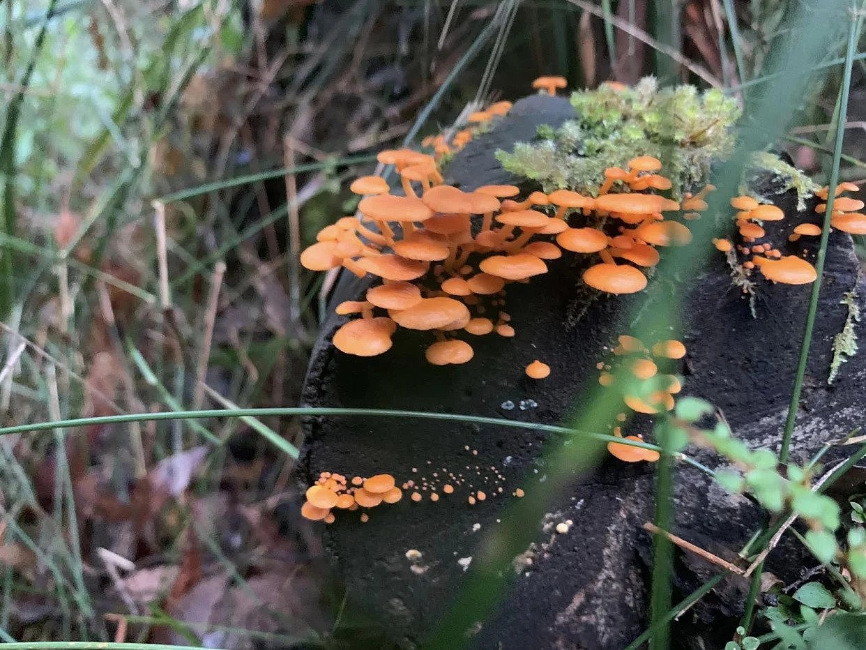The bright orange Favolaschia Claudopus fungi in the Otway Ranges in Victoria. 