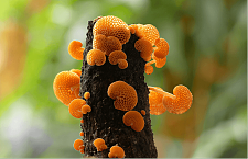维州热门景点惊现“橙色蘑菇”，网友一看不淡定了！惊呼：扩散得那么快（组图）
