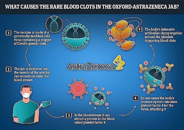 Researchers believe the rare side effect occurs due to the modified cold virus lurking in the jab having an adverse effect on platelets in the blood, triggering clotting