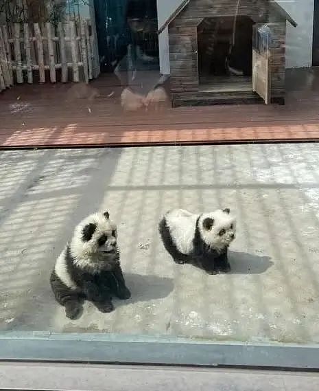 笑死！江苏一动物园的熊猫被发现是狗扮的！国外网友笑疯了...（组图） - 4