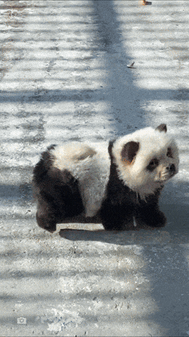 笑死！江苏一动物园的熊猫被发现是狗扮的！国外网友笑疯了...（组图） - 5