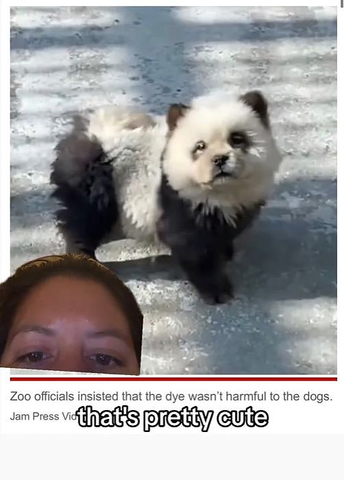 笑死！江苏一动物园的熊猫被发现是狗扮的！国外网友笑疯了...（组图） - 8