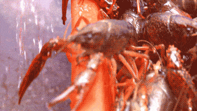 湖南人最爱的小龙虾，突然上热搜！一地疾控提醒：每次食用不超过10只