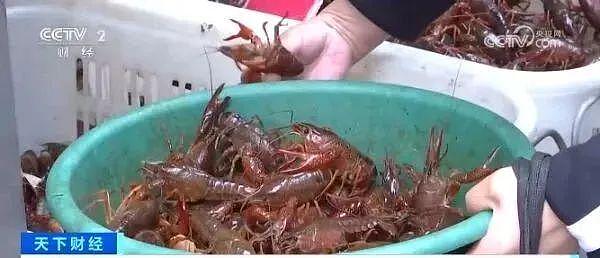 湖南人最爱的小龙虾，突然上热搜！一地疾控提醒：每次食用不超过10只