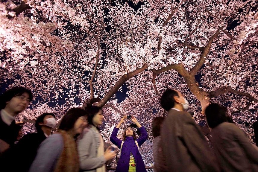 日本在3月份迎来了300万游客，这是樱花观赏的高峰期。