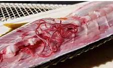 澳洲常见鱼类“暴雷”，含大量寄生虫，画面太恶心！已有患者染病，痛到肌肉像被撕开，恐落下终生残疾（组图）