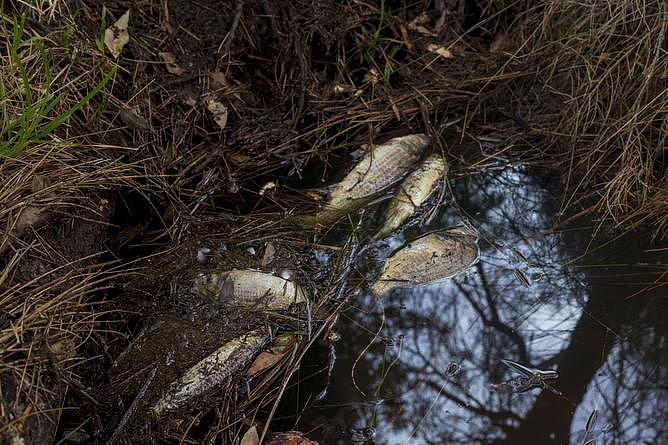 Dead fish can be found in abundance in various pockets across the Collie River. 