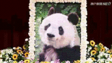 太可怕了！日本幼儿园小朋友竟然这样对待死去的大熊猫（组图）