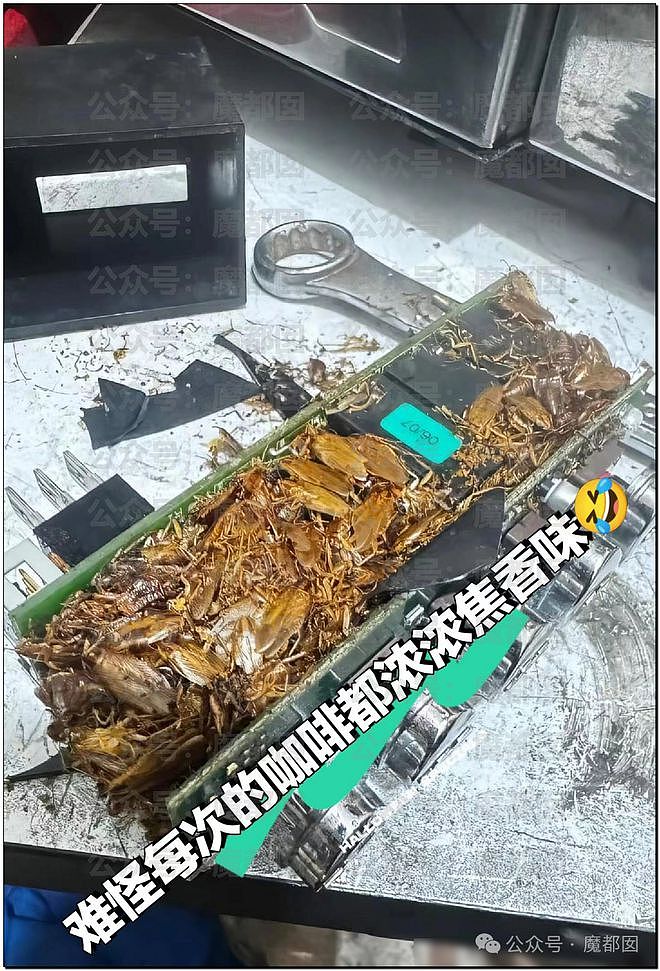 全网尖叫+鸡皮疙瘩！原来咖啡机里真的会有大批的死蟑螂（组图） - 38