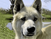 【宠物】救回一只皮包骨的野狼，细心照顾5个月，突然发现不对劲…你怎么像只大帅狗（组图）